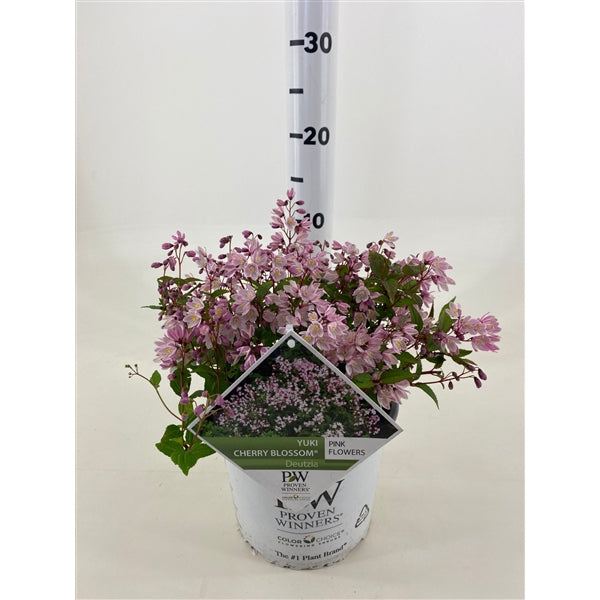Deutzia Yuki &