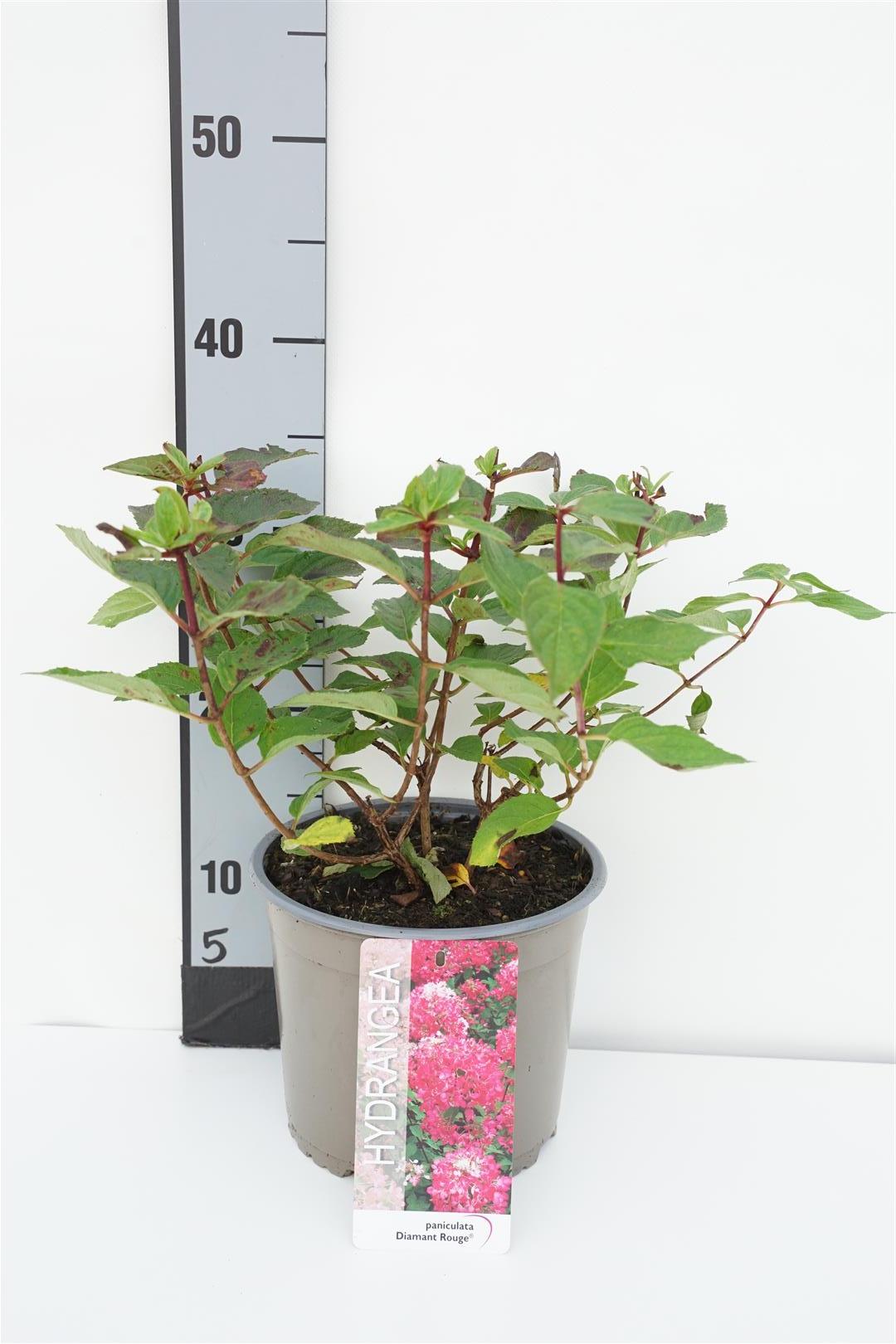 Vipphortensia Hydrangea pan. &