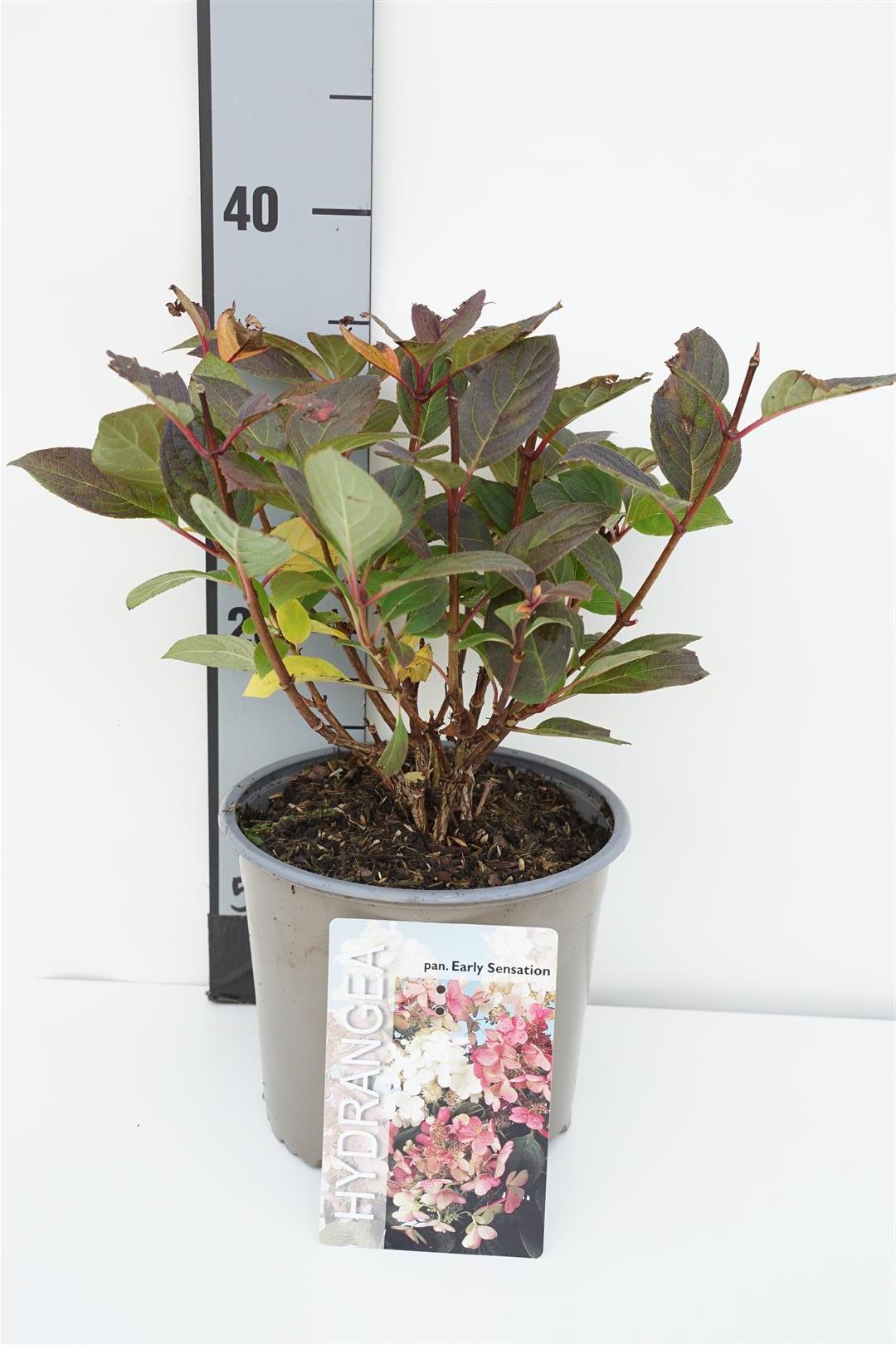 Hortensia pan. &
