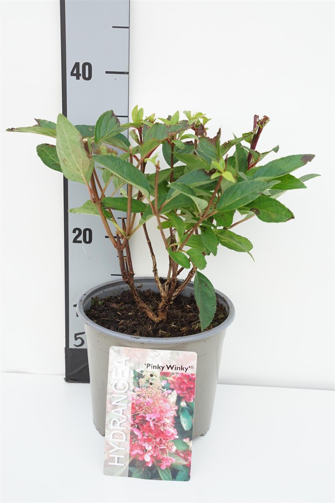 Hortensia pan. &