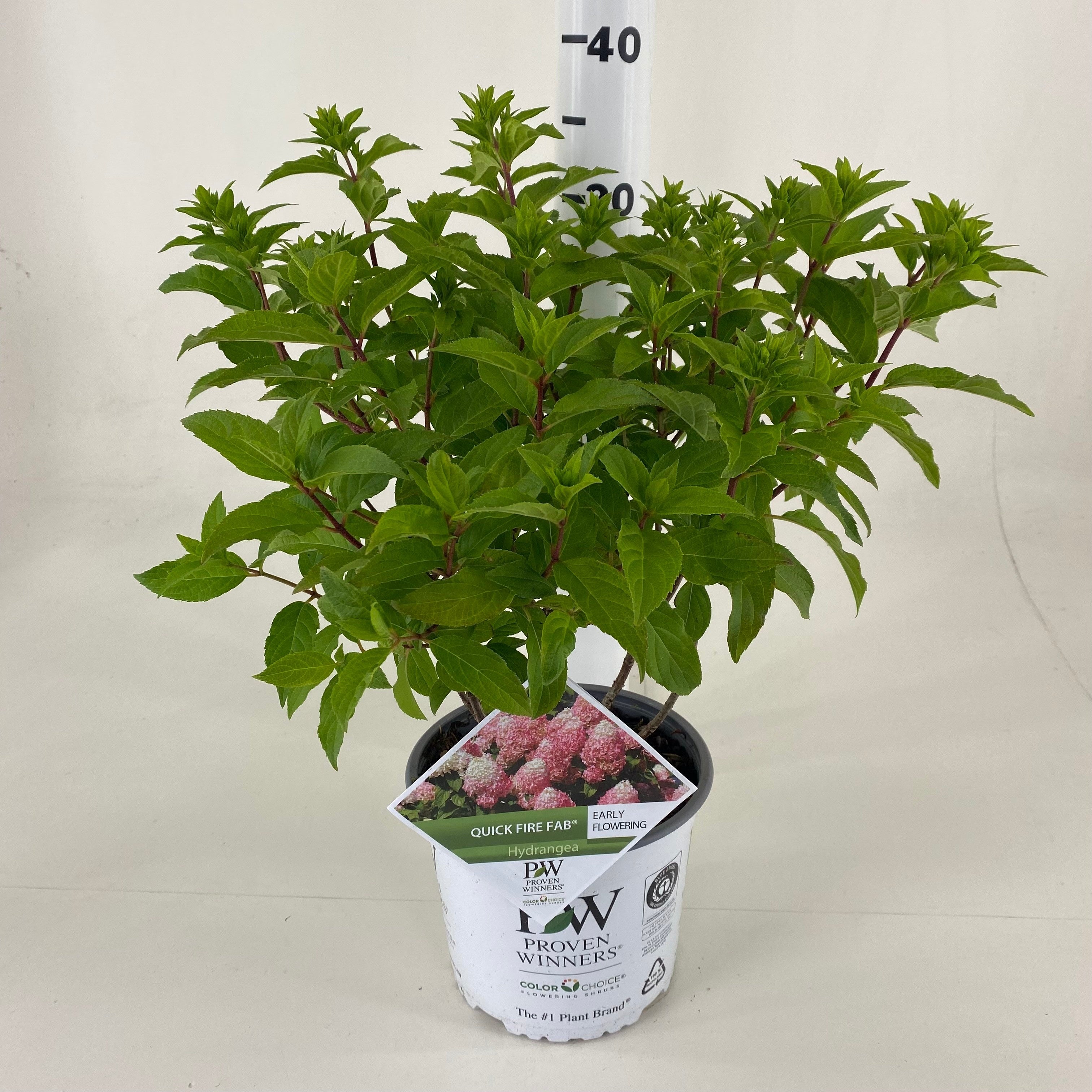 Hortensia pan. &