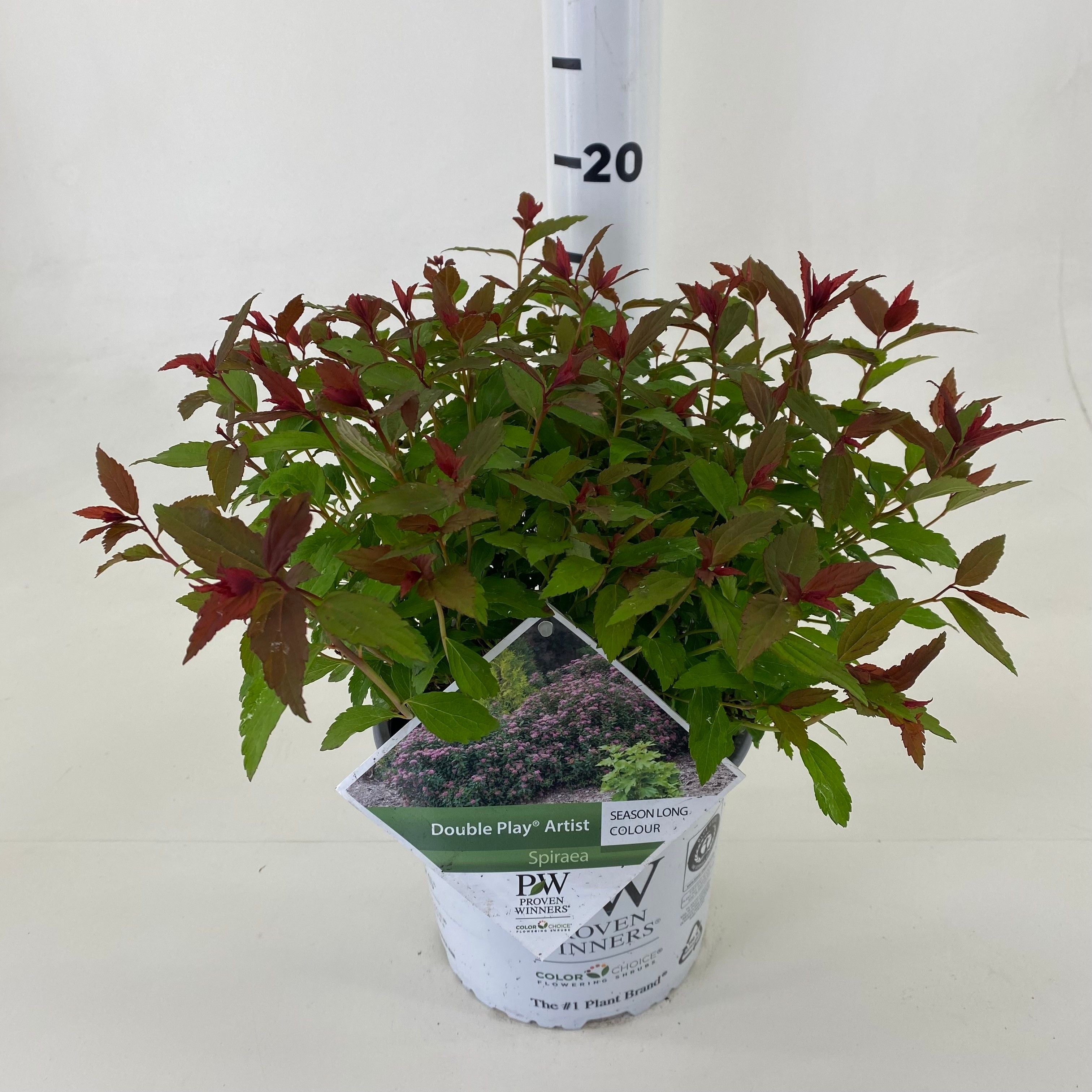 Spiraea japonica &