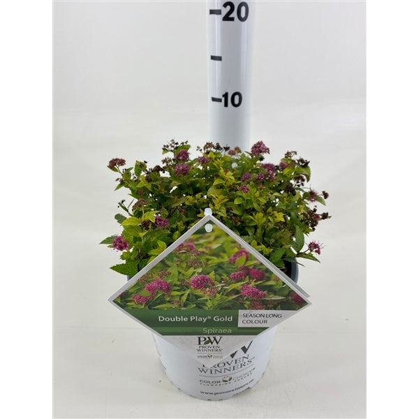 Spiraea jap. &