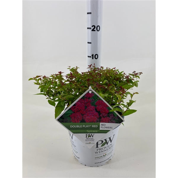 Spiraea jap. &