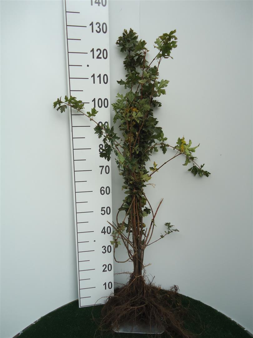 Lönn campestre - 1+1 50-80 CM
