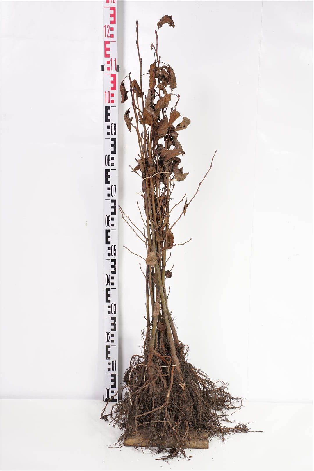 Al glutinosa - 1+1 60-100 CM