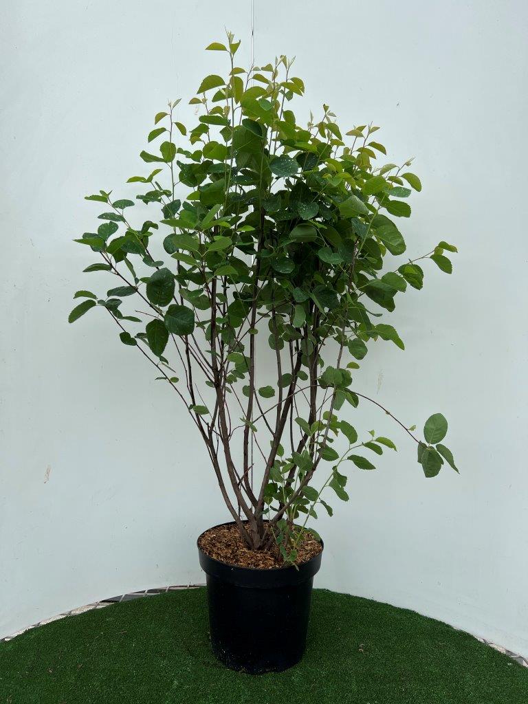 Amelanchier spicata C7,5 (7,5 liters kruka) 60-80 cm