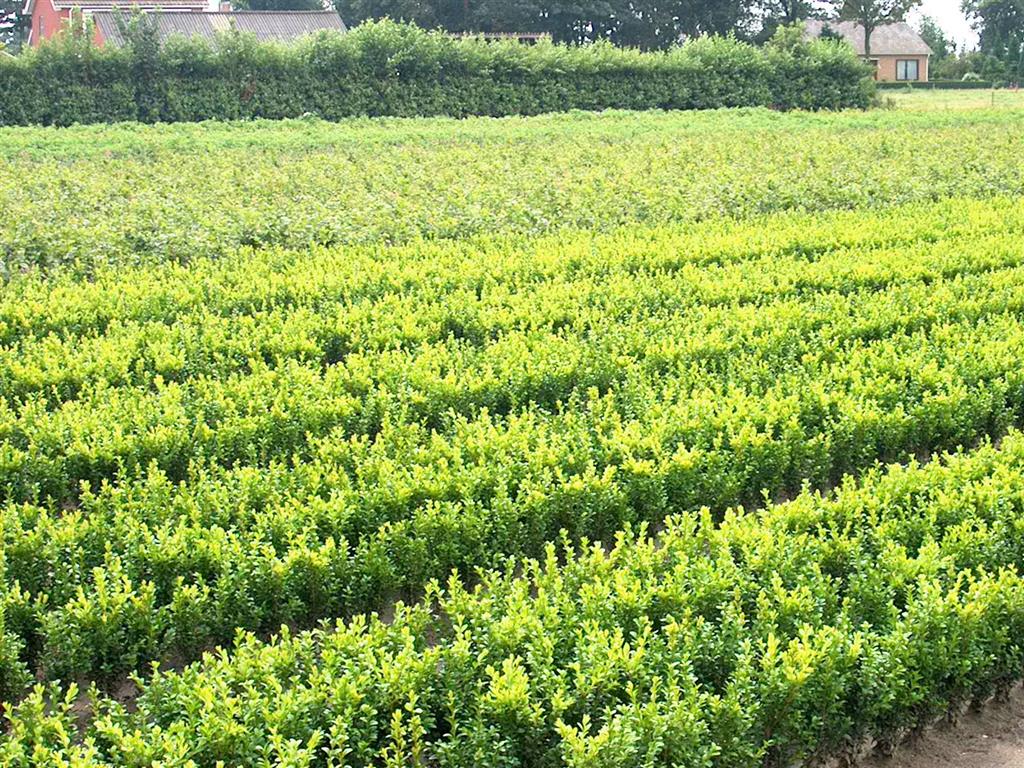 Buxbom sempervirens - 0+2 30-35 CM