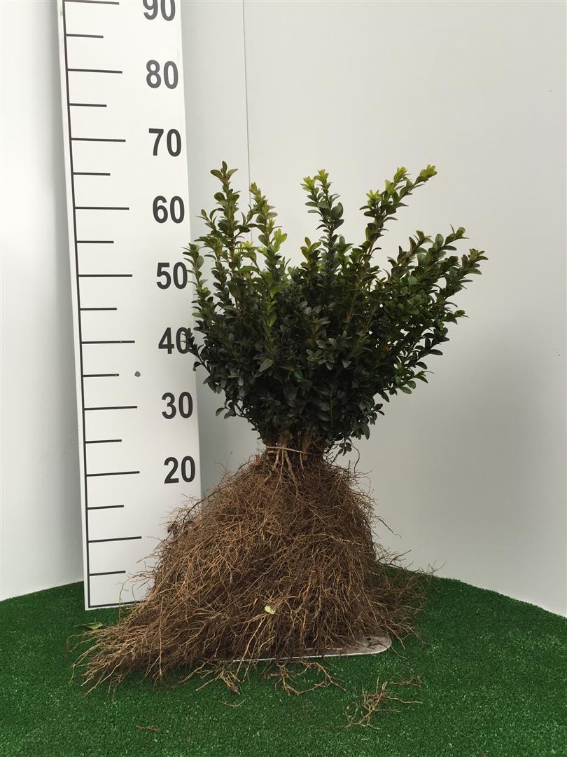 Buxbom sempervirens - 0+2 20-25 CM