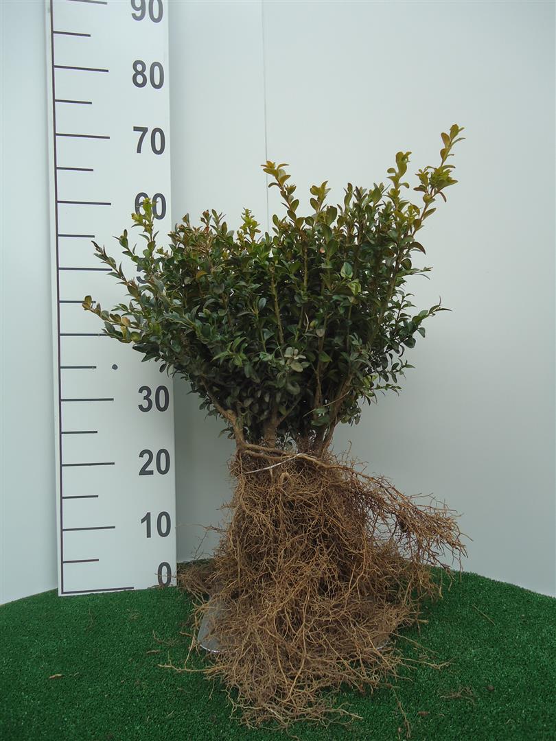 Buxbom sempervirens - 0+2 25-30 CM