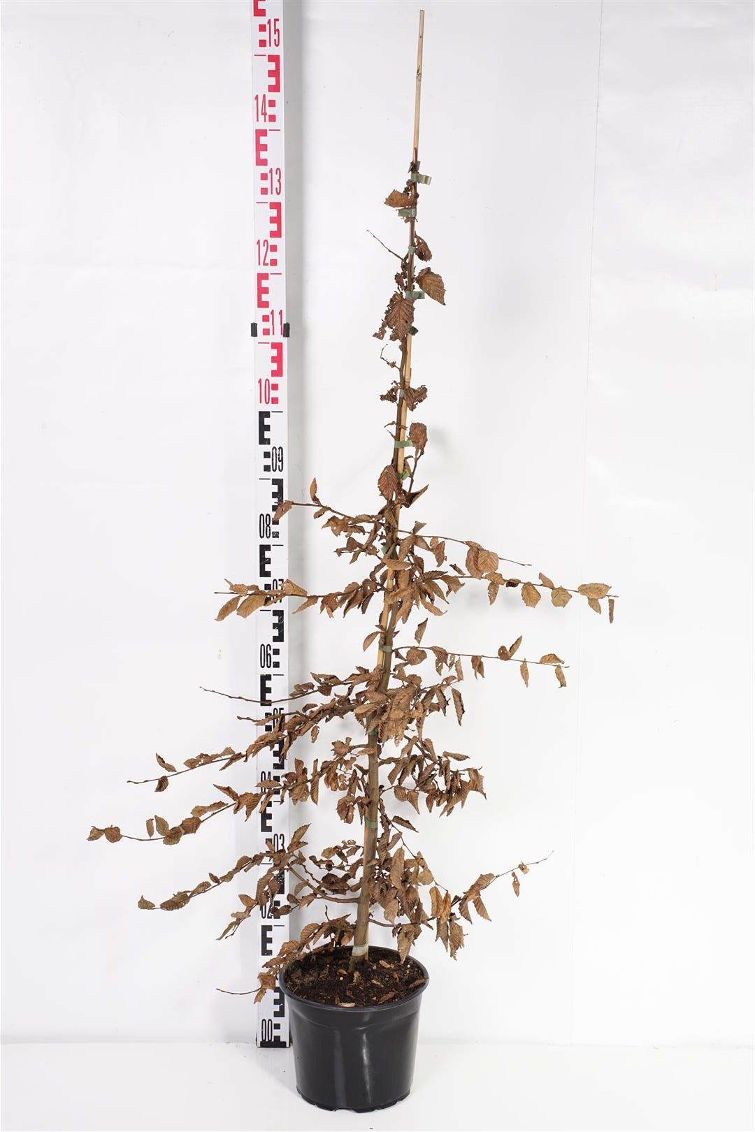Avenbok betulus - C5/P23 100-125 CM