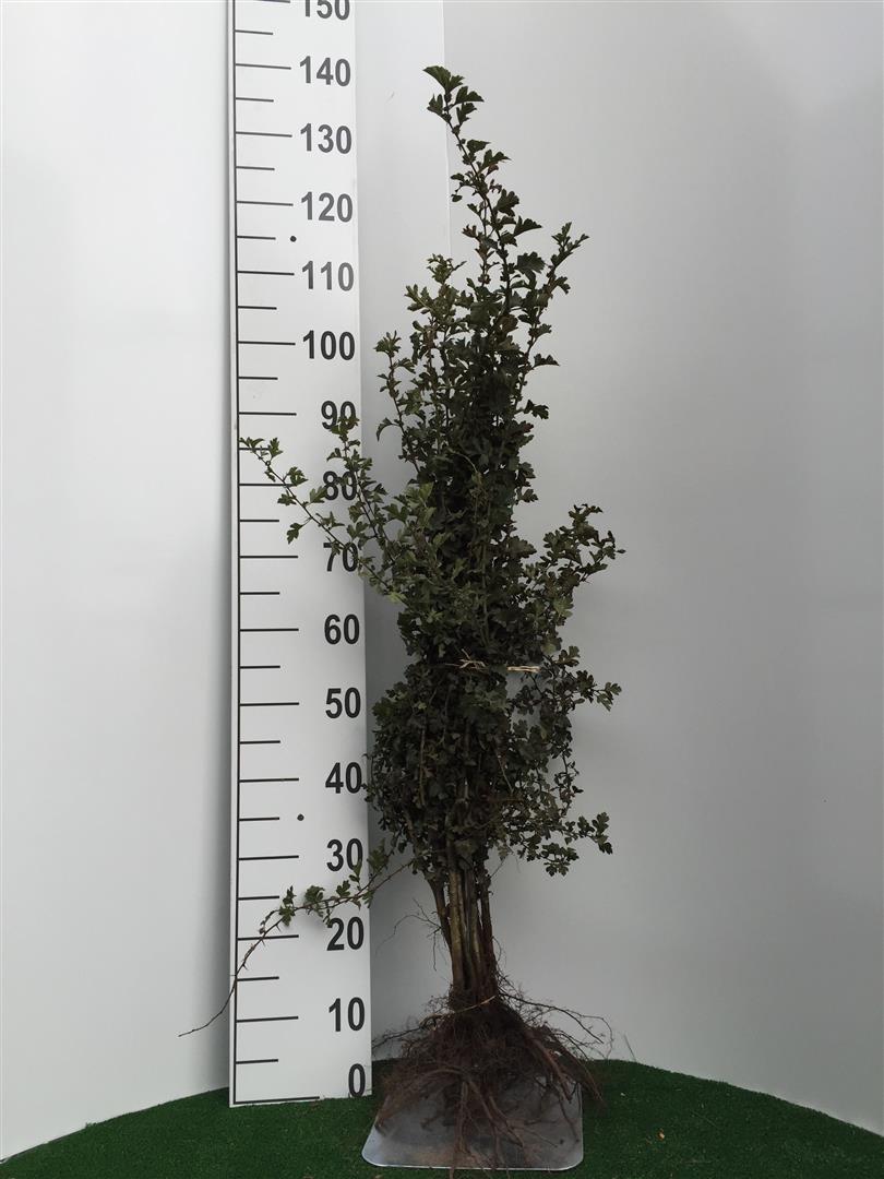 Hagtorn monogyna - 1+2 80-100 CM