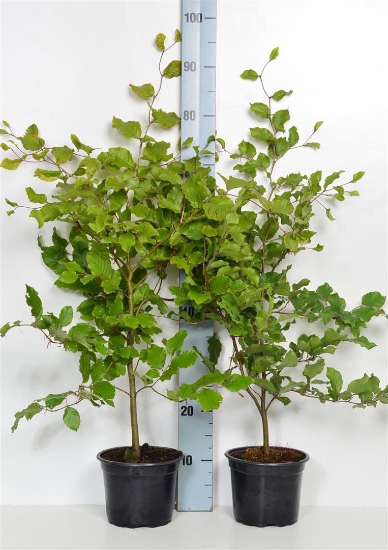Bok sylvatica - C2/P17 40-60 CM