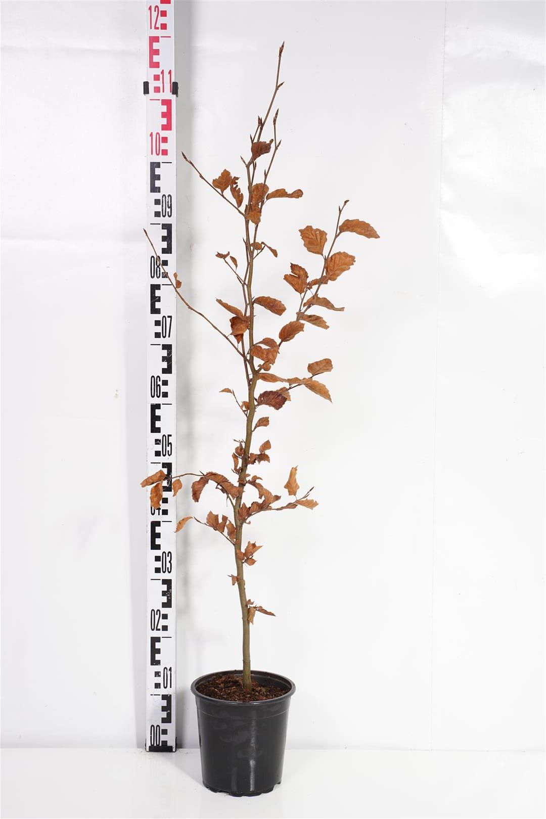 Bok sylvatica - C3/P19 80-100 CM