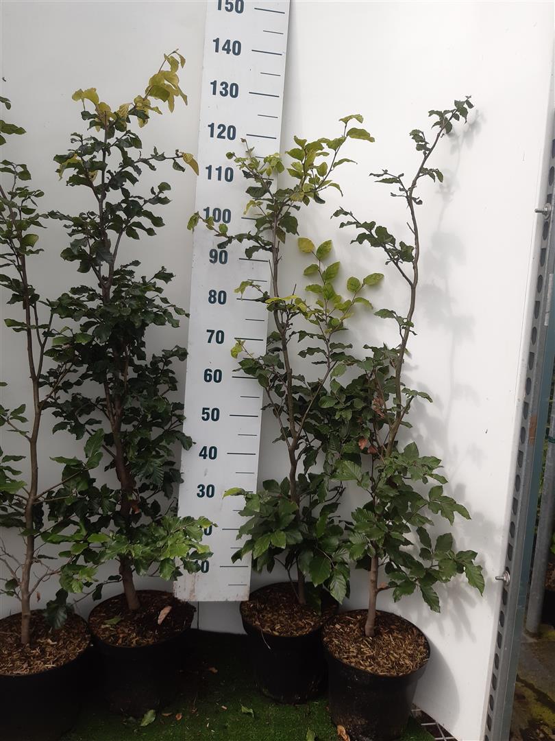 Fagus sylvatica (Bok) 100-125 cm, C7,5 (7,5 liters kruka)
