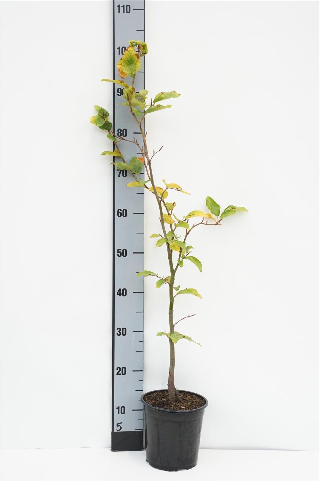 Fagus sylvatica (Bok) 60-80 cm, C3 (3 liters kruka)