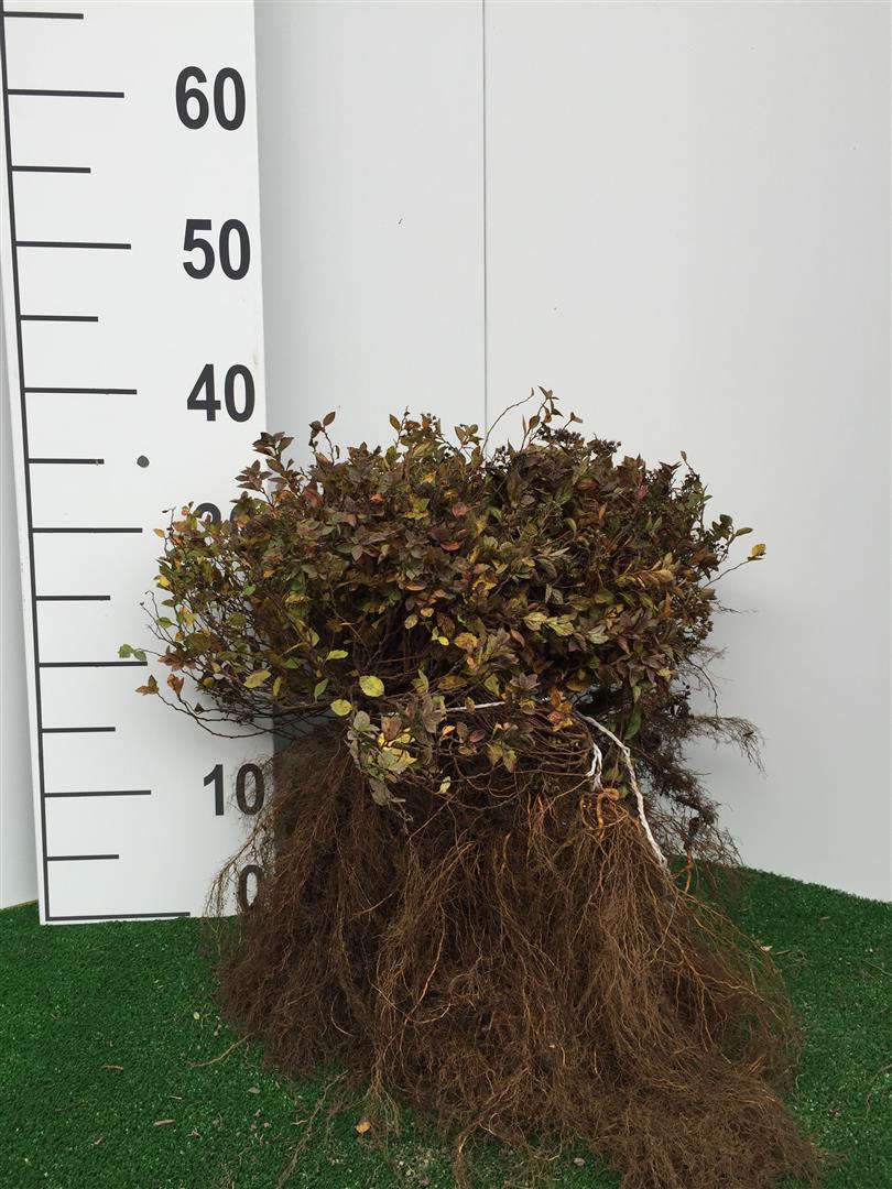 Spiraea jap. &