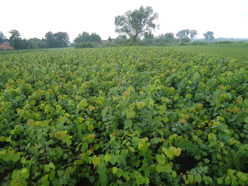 Tilia cordata (Skogslind) 6-8 cm Stamträd Barrotad