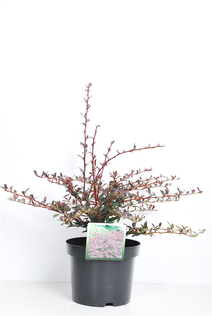Berberis thunb. &