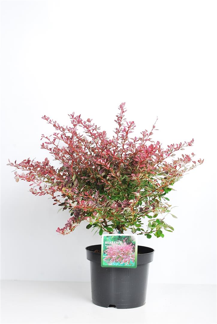 Berberis thunb. &