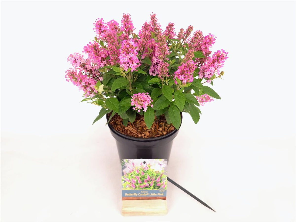 Buddleja d. &