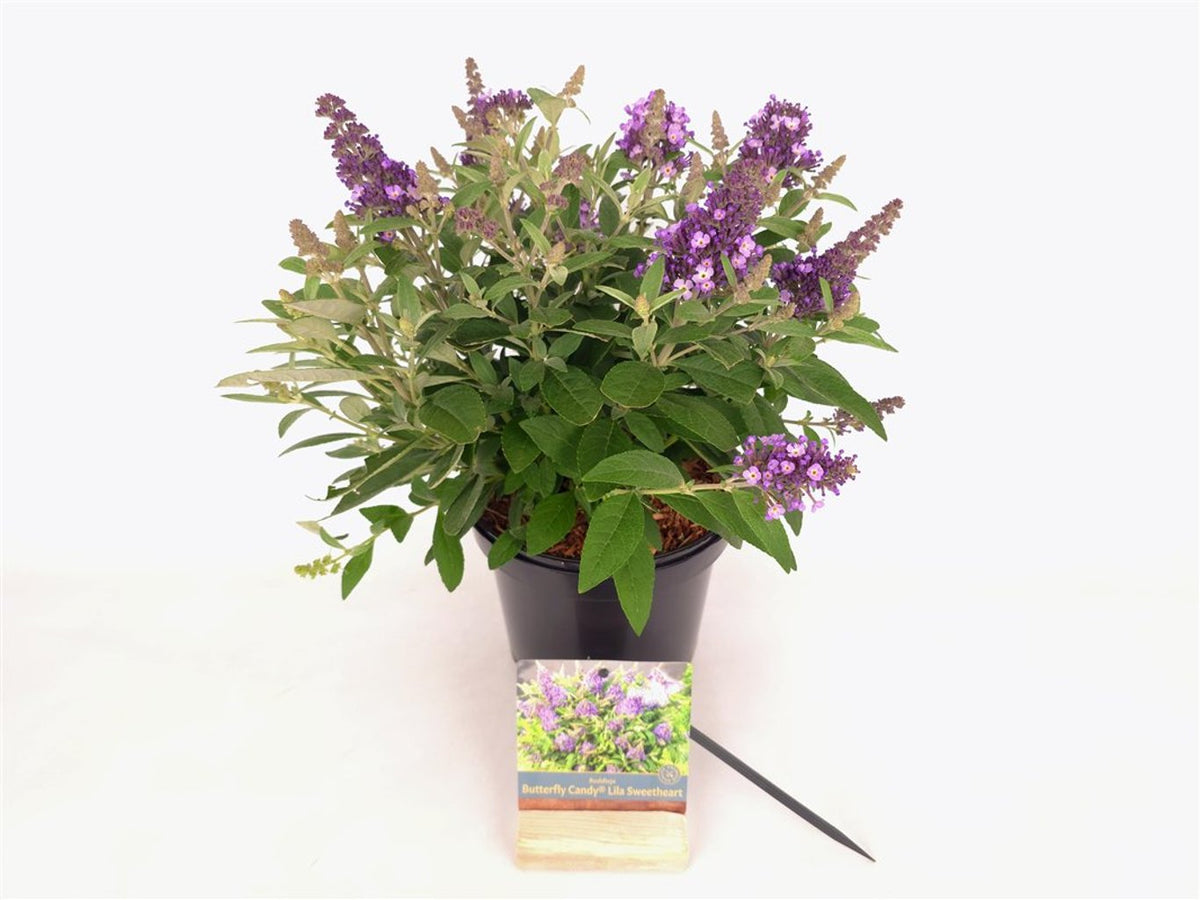 Buddleja d. &