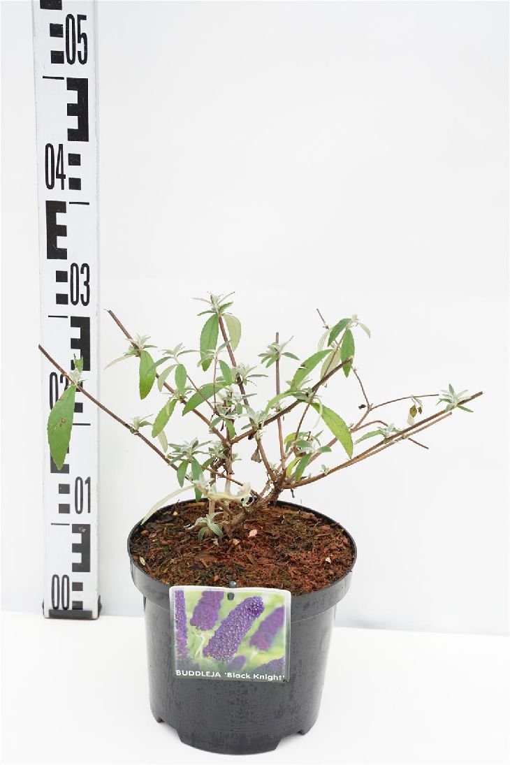 Buddleja d. &