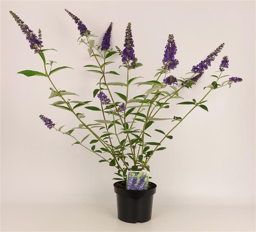 Buddleja davidii &