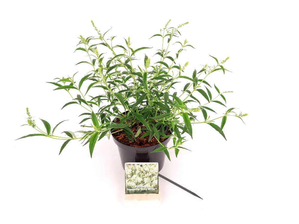 Buddleja d. &