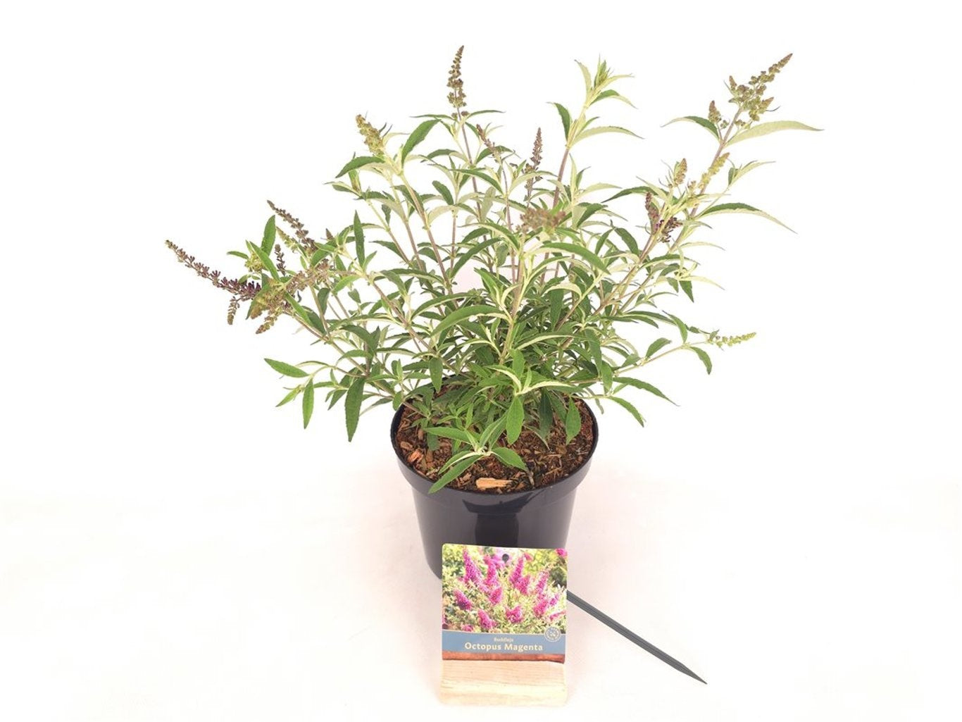 Syrenbuddleja d. &