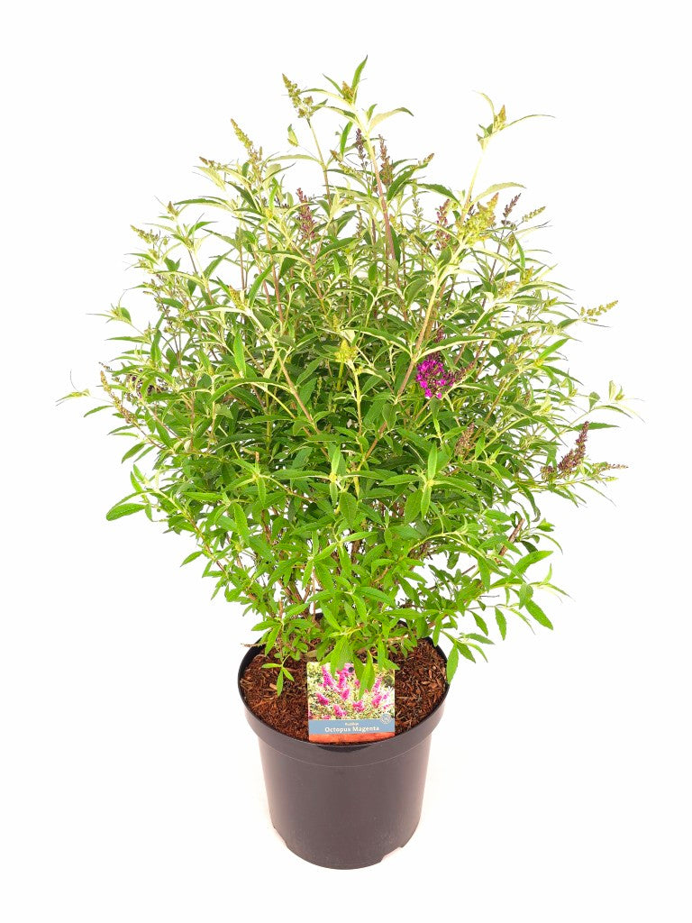 TW-2772761