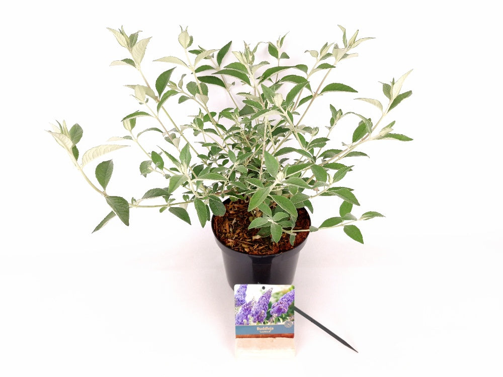 Buddleja &