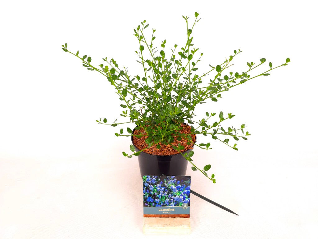 Ceanothus impressus &
