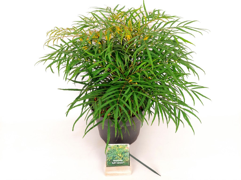 Mahonia eurybracteata &