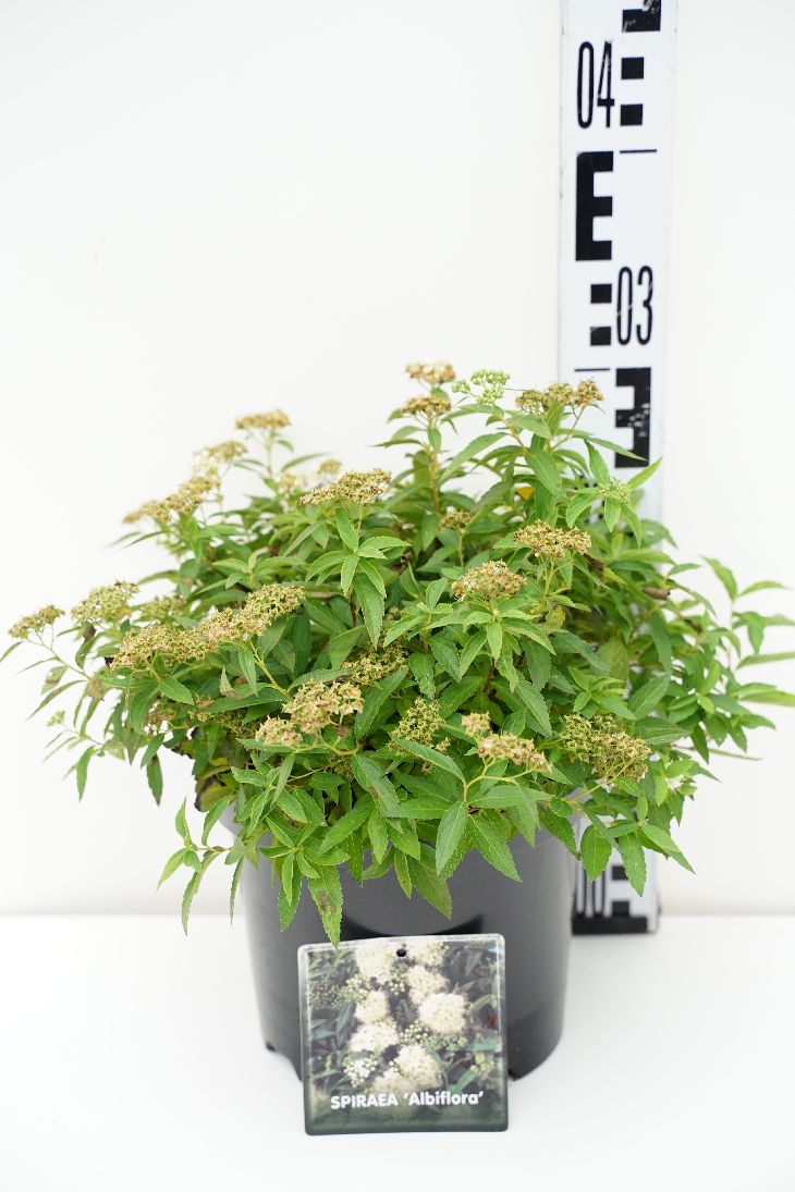Spiraea japonica &