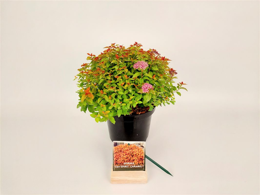 Spiraea jap. &