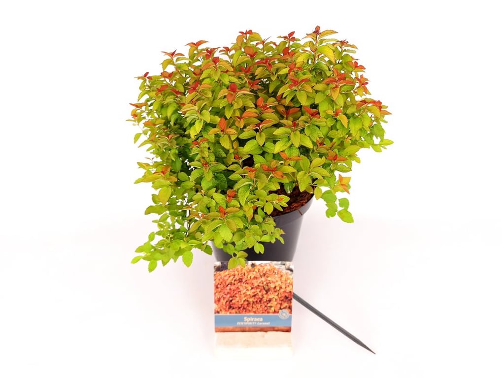 Spiraea japonica &