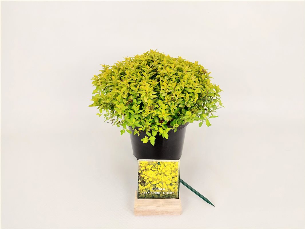 Spiraea japonica &
