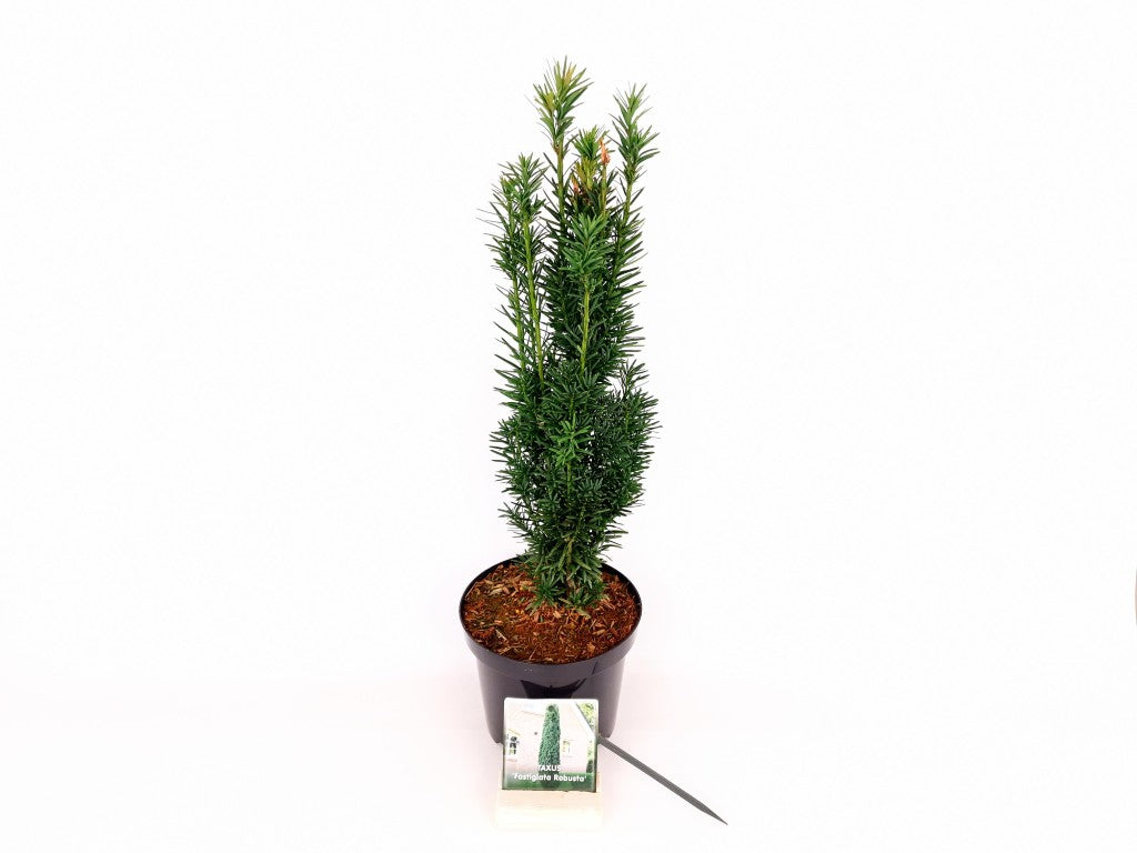 Taxus b. &