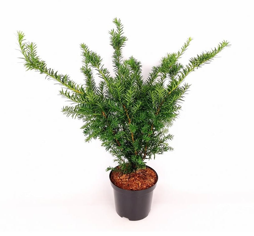 Taxus media &