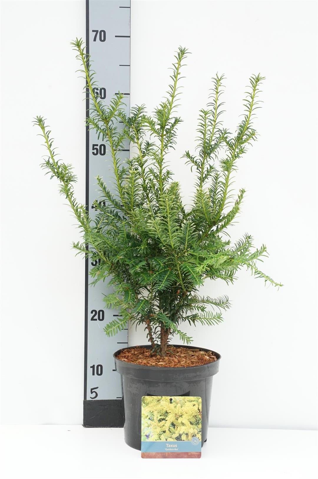 Taxus b. &