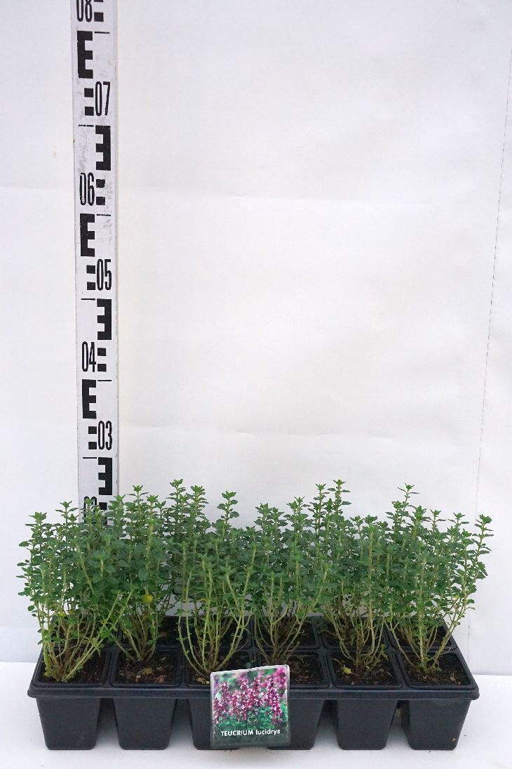 Gamander lucidrys - P9 GROWTRAY
