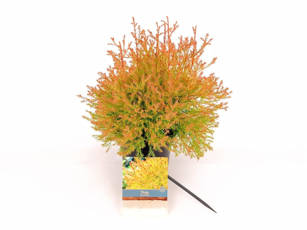 Thuja occidentalis &