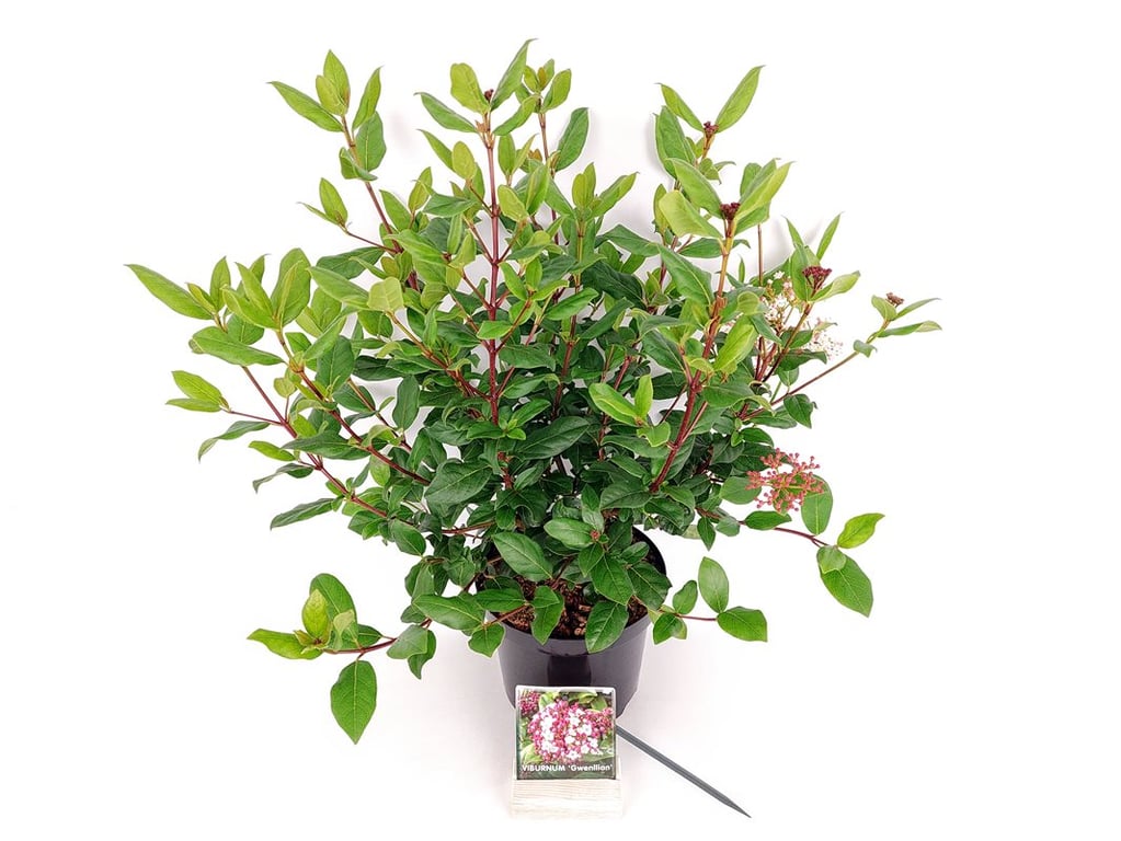 Viburnum tinus &