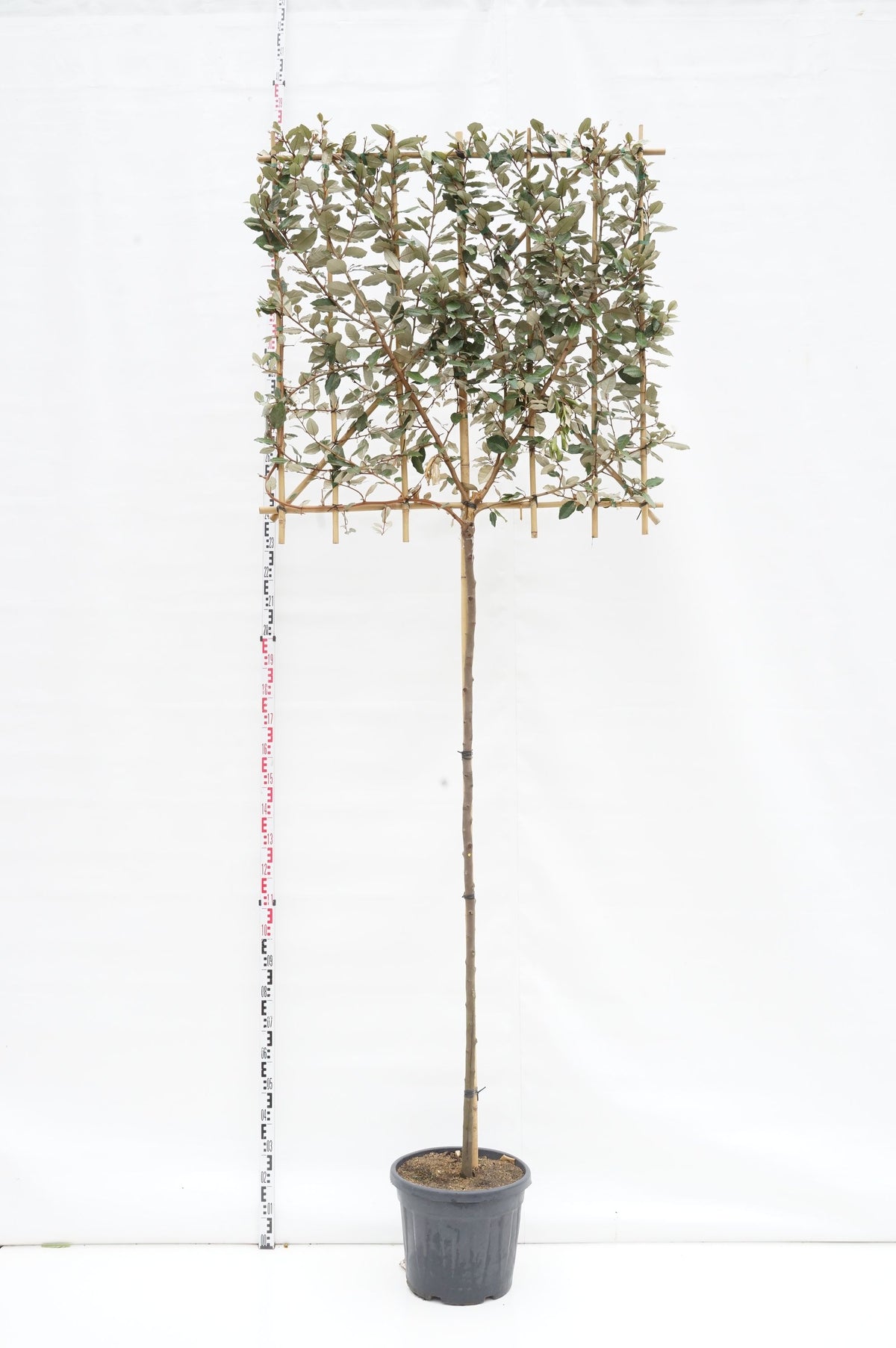 Elaeagnus ebb. &