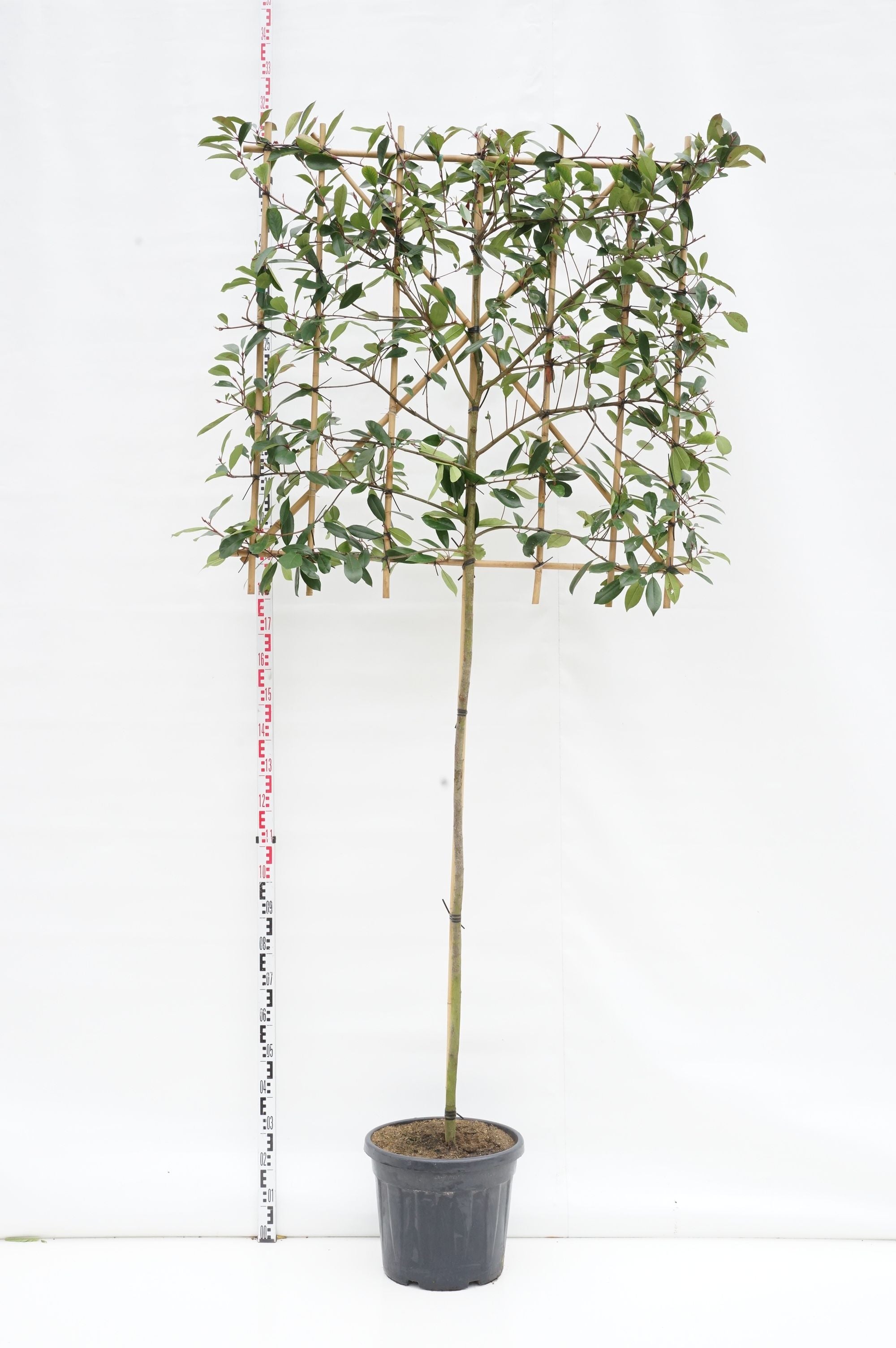 Photinia fraseri &