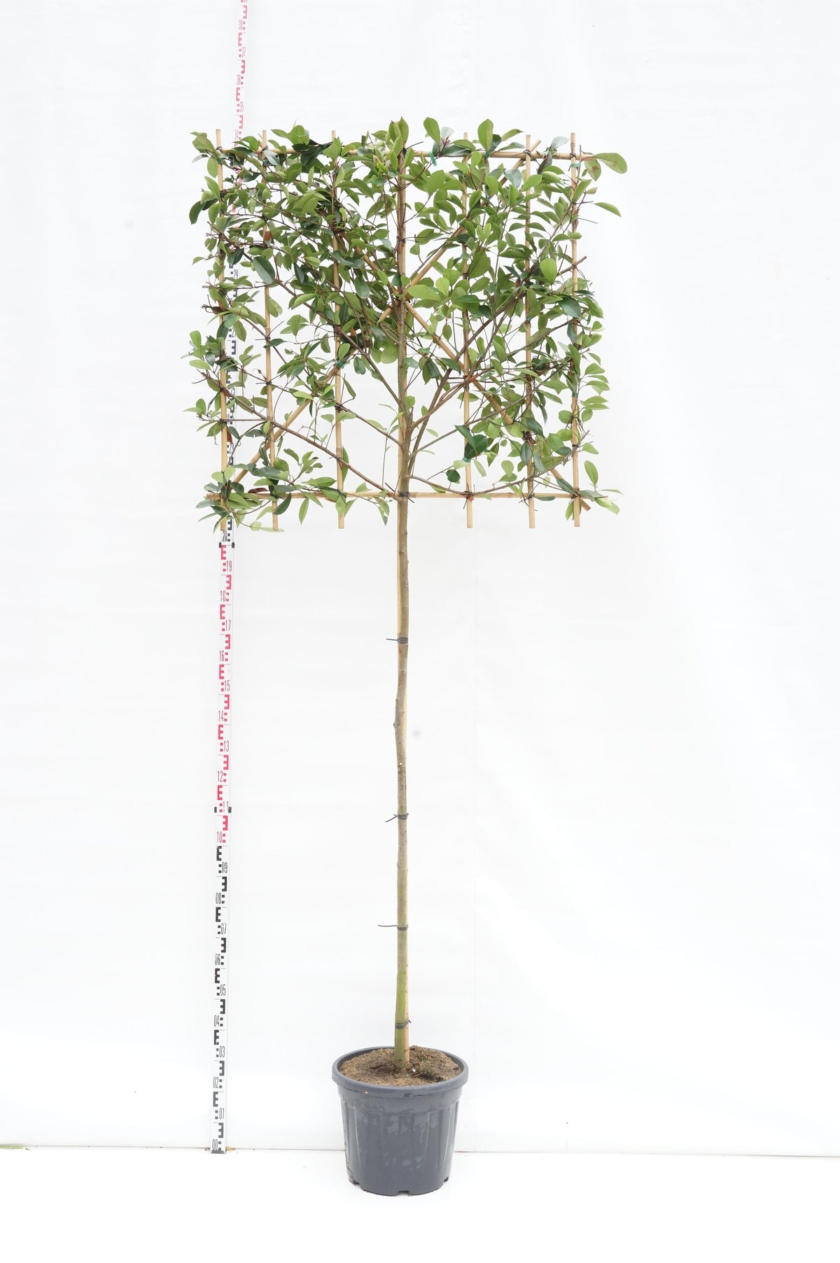 Photinia fraseri &