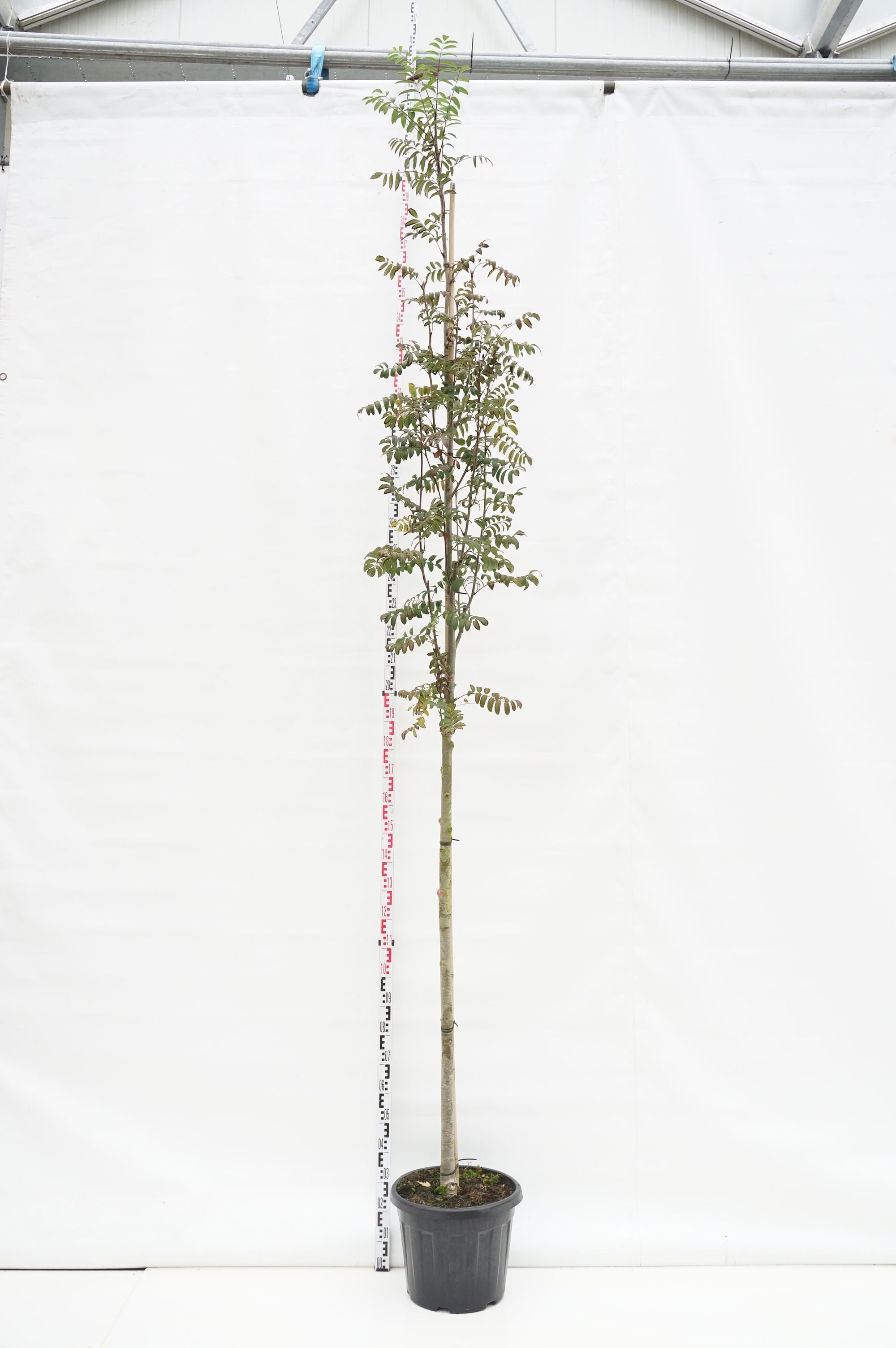 Rönn aucuparia edulis - 10-12 CM STAND C45