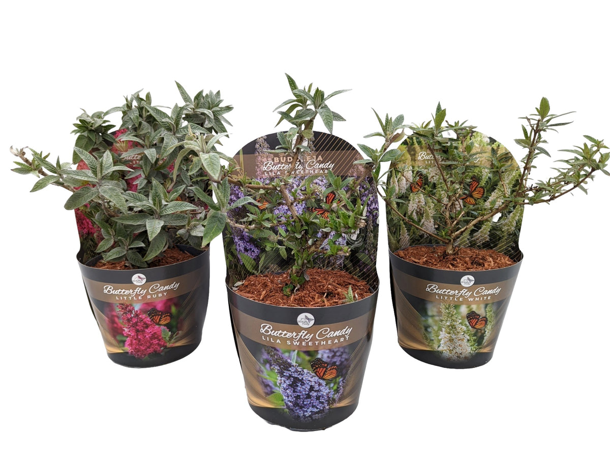 Buddleja d. &