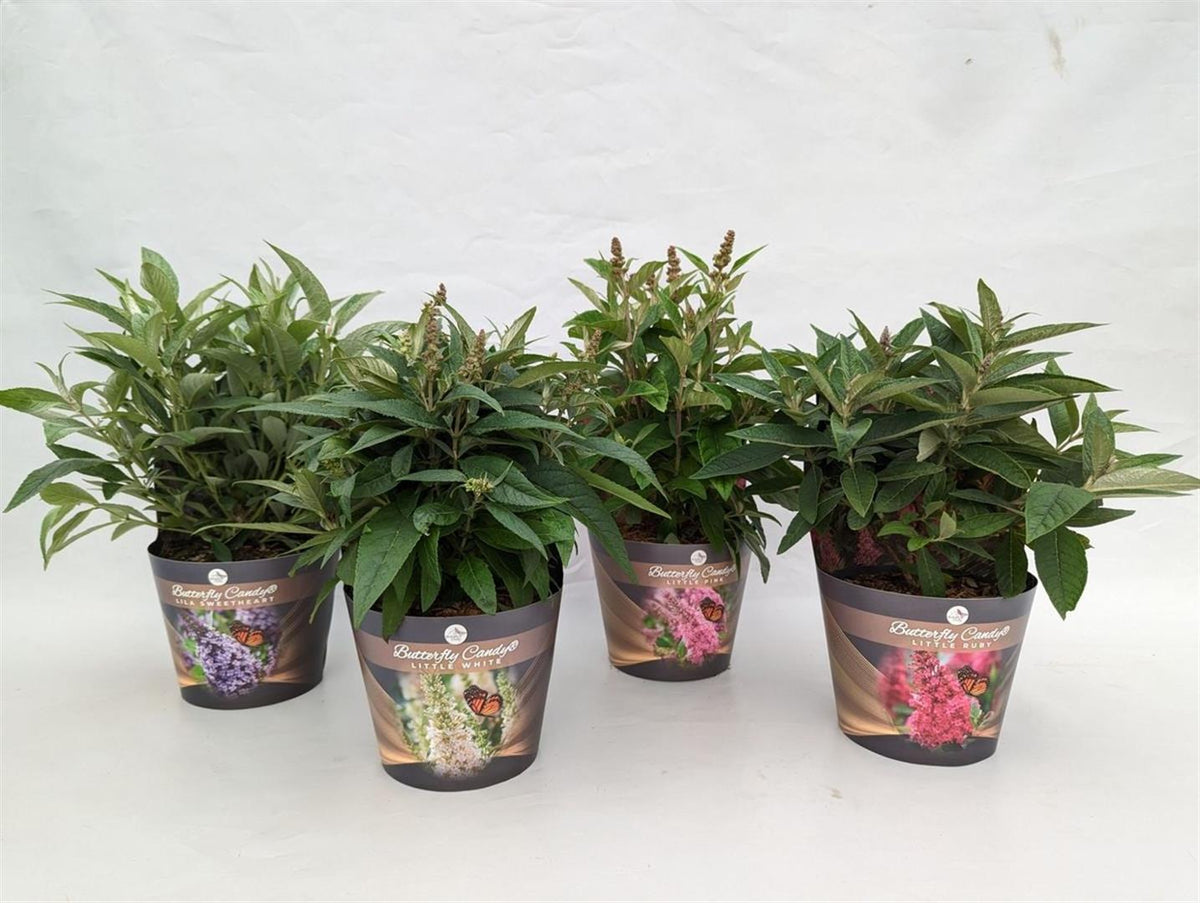 Buddleja d. &